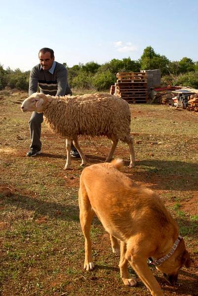4h: Michalis, one of our staff members, working with the sheep